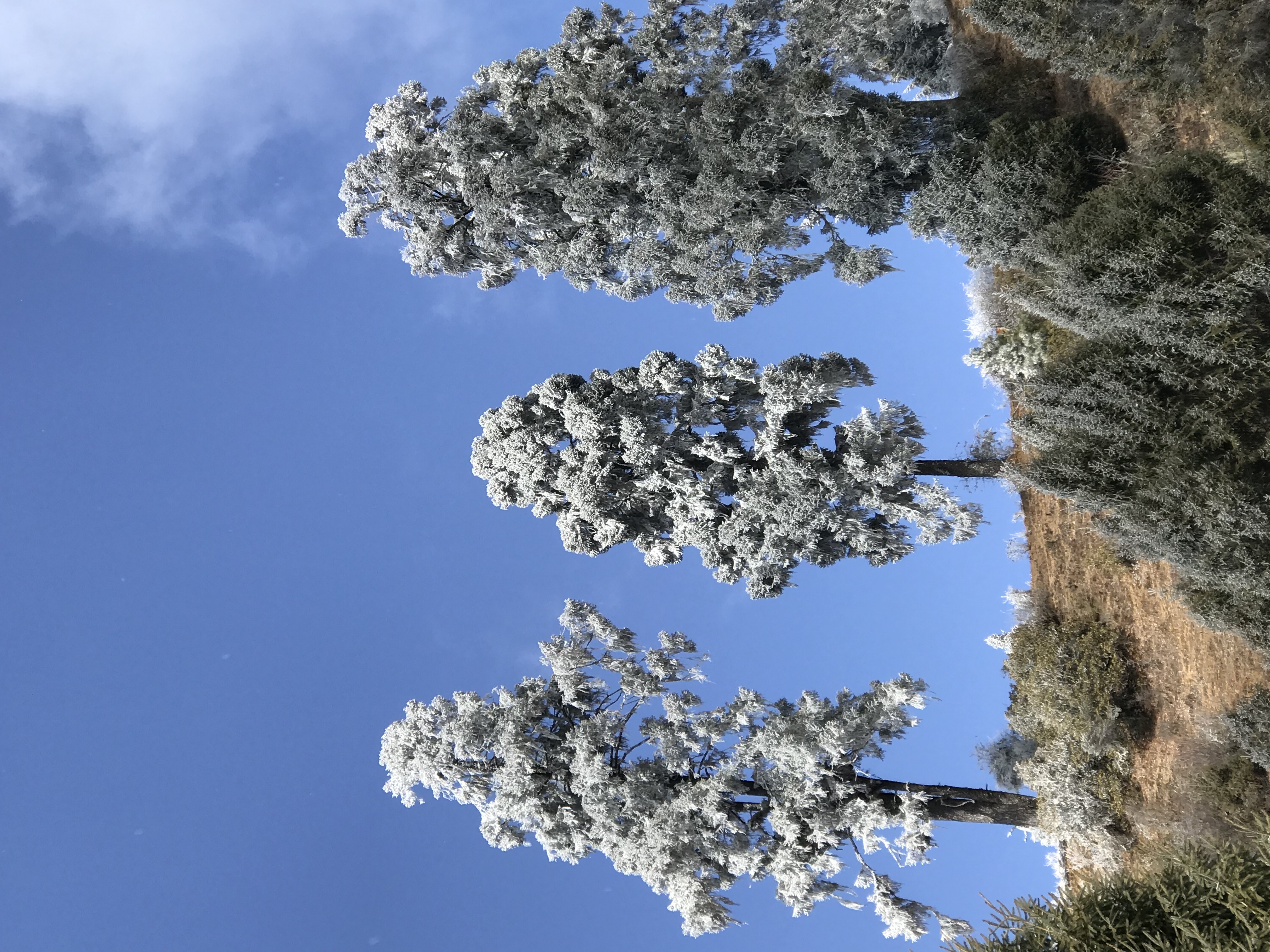 Trees with snow resting atop in Ura, Bumthang