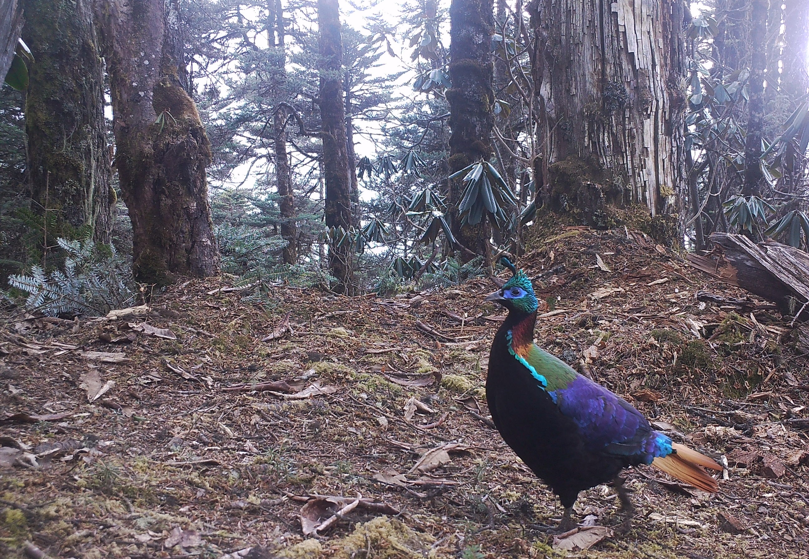 Wildlife tour in Bhutan
