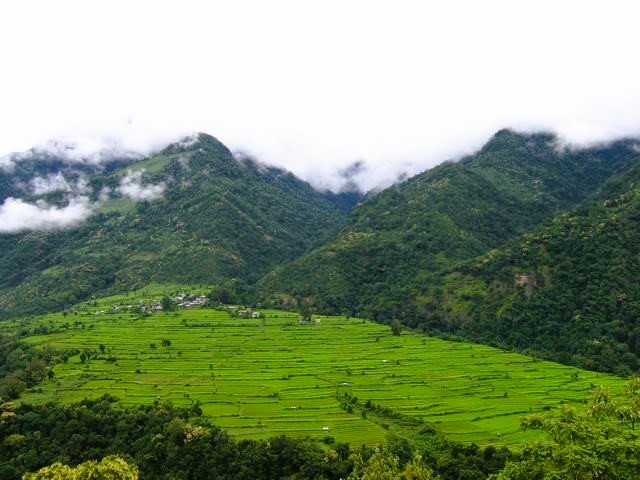 Lush paddy field below Nabji village
