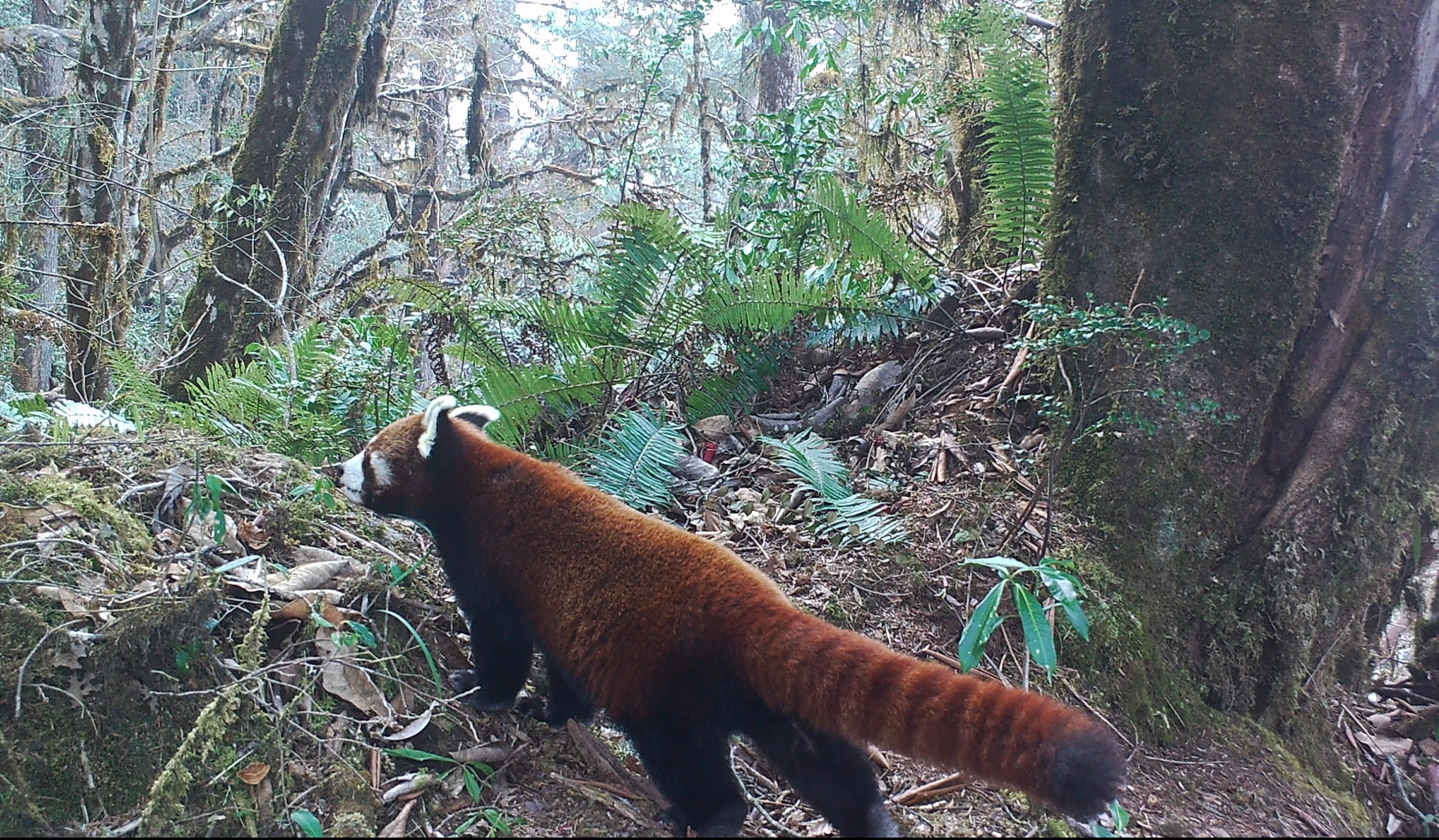 Red Panda
