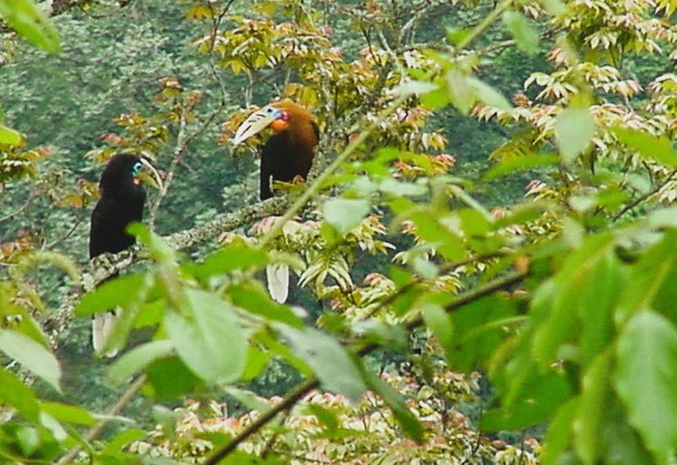 Rufous-necked Hornbill